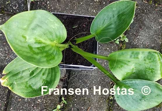 Hosta Brussels Waffles